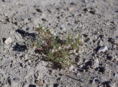 Astragalus johannis-howellii