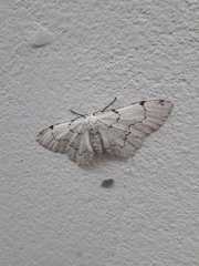 Thyrinteina arnobia