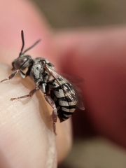 Epeolus minimus