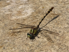 Ophiogomphus bison