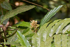 Renealmia pyramidalis