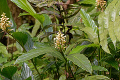 Renealmia pyramidalis