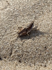 Chrotogonus hemipterus