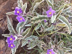 Solanum quadriloculatum