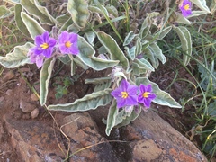 Solanum quadriloculatum