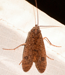 Ptilostomis ocellifera