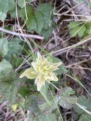 Castilleja unalaschcensis