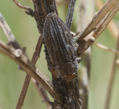 Chrysobothris beyeri