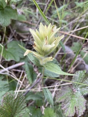 Castilleja unalaschcensis