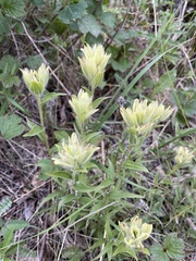 Castilleja unalaschcensis