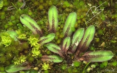 Riccia gougetiana