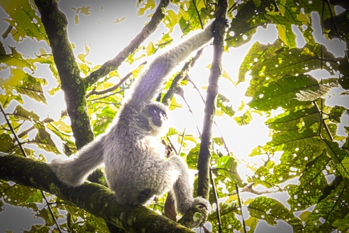 ワウワウテナガザル
