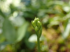 Platanthera obtusata