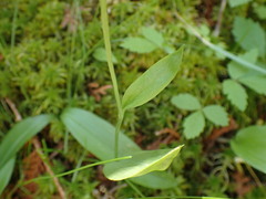 Platanthera obtusata