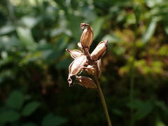 Platanthera obtusata
