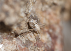 Oxyopes tridens
