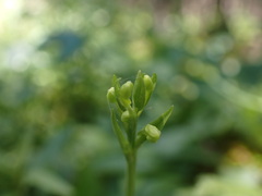 Platanthera obtusata