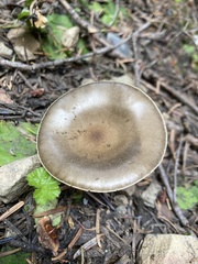 Pluteus salicinus