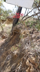 Prionosciadium
