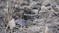 Litaneutria baccina