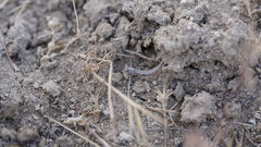 Litaneutria baccina
