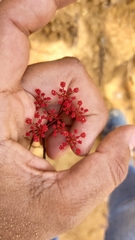 Prionosciadium