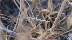 Litaneutria baccina