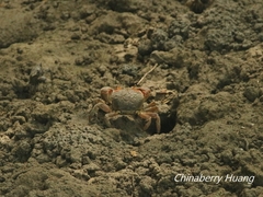 Chasmagnathus convexus