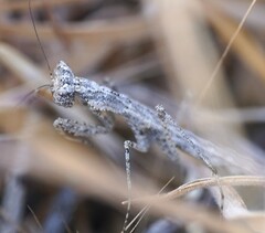 Litaneutria baccina