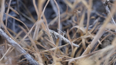 Litaneutria baccina
