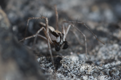 Oxyopes tridens