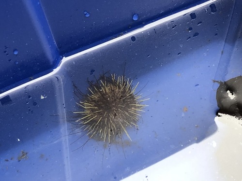 Strongylocentrotus pallidus