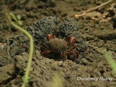 Chasmagnathus convexus