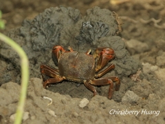 Chasmagnathus convexus
