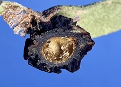 Amphibolips nubilipennis