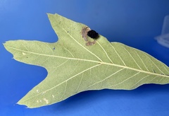 Amphibolips nubilipennis