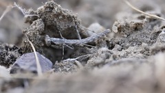 Litaneutria baccina