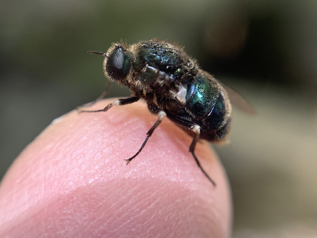 North American Jewelled Spider Flies from Santa Clara County, CA, USA ...