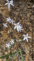 Pinguicula parvifolia
