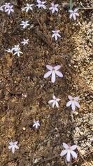 Pinguicula parvifolia