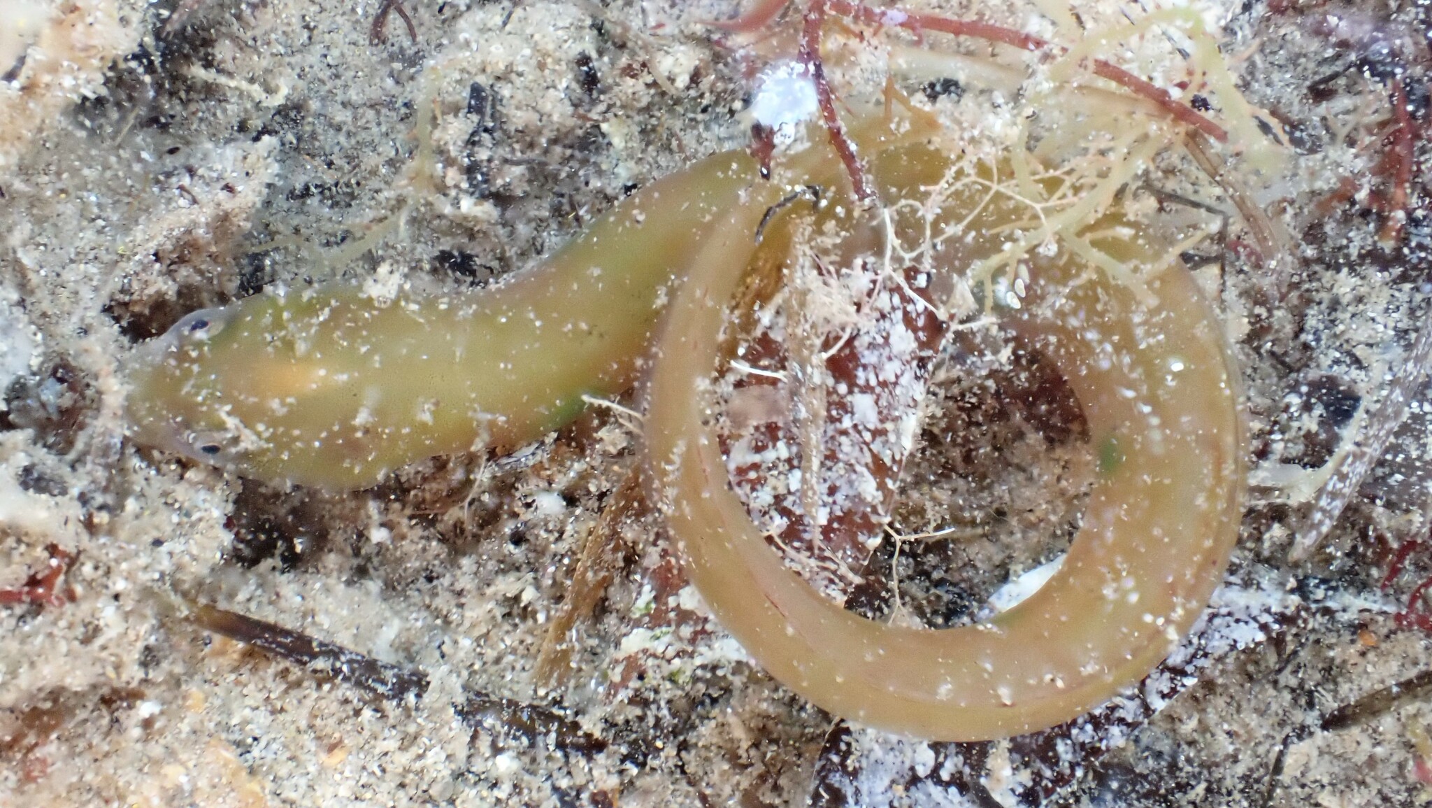 Alabes dorsalis (Richardson, 1845)