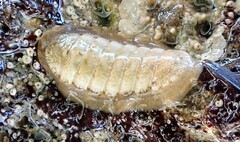 Ischnochiton cariosus