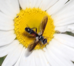 Cylindromyia bicolor