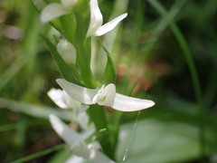 Platanthera dilatata