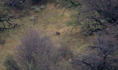 Hippocamelus bisulcus