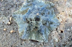 Meridiastra occidens