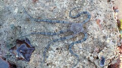 Ophiarachnella ramsayi