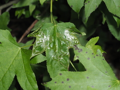 Phyllocnistis liquidambarisella