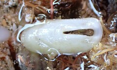 Macroschisma productum