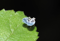 Bothriocera cognita